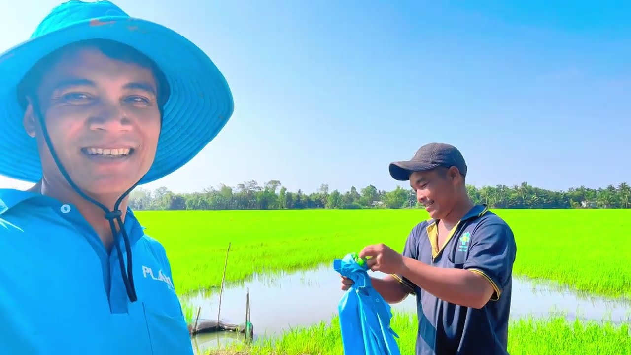 Thầy trò đi giăng lưới ngoài đồng ruộng cảnh miền Tây rất đẹp 