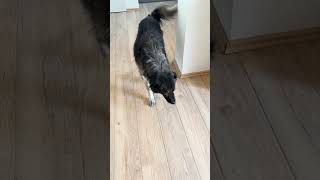 Stromer. #dog #hund