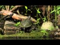 Documentário Croácia Selvagem HD