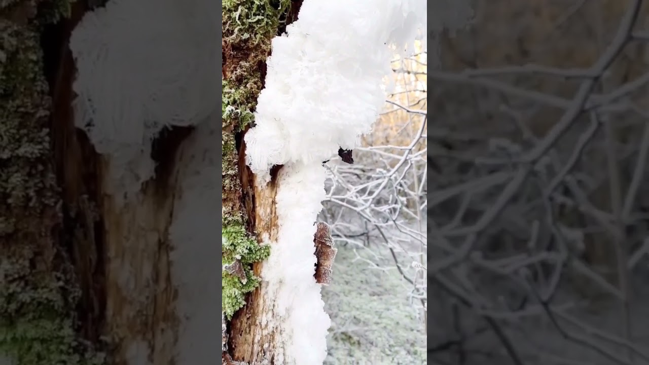 Hair ice! Beautiful natural phenomenon❄️