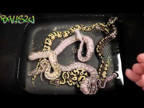 GHI het hypo/ghost clutch clean up