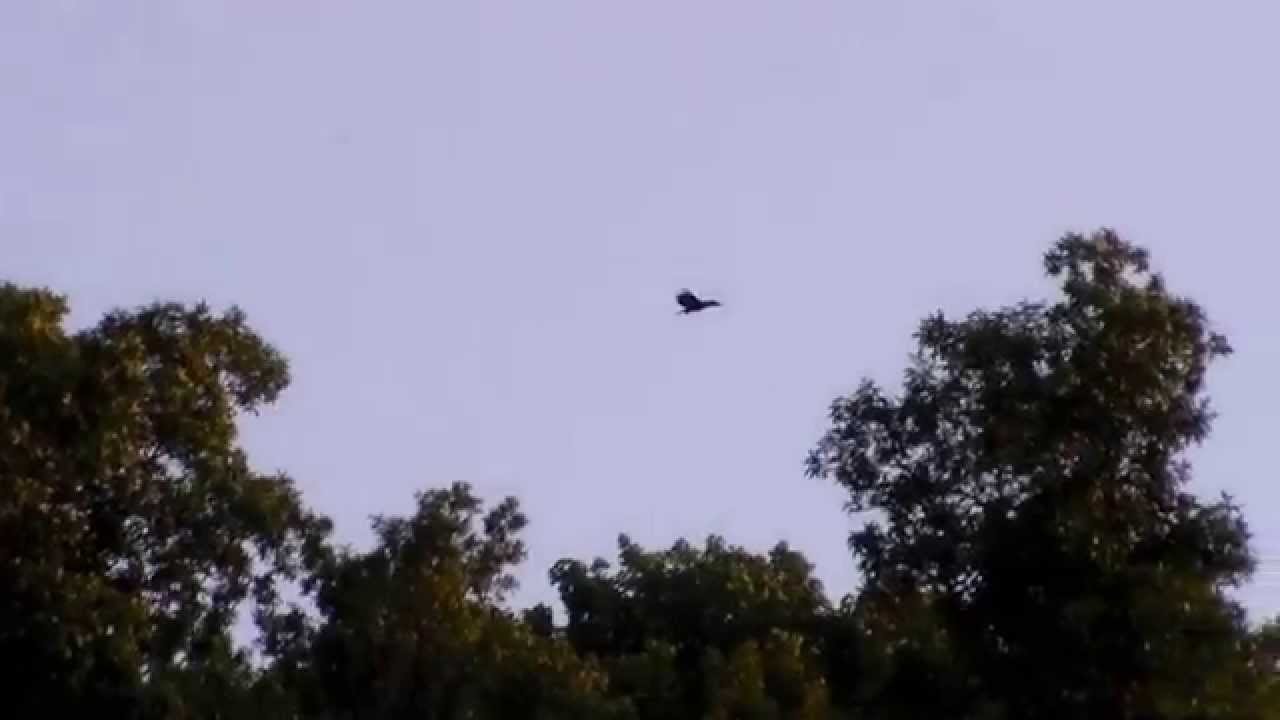 Hays Bald Eagles Juvies Top Gun YouTube