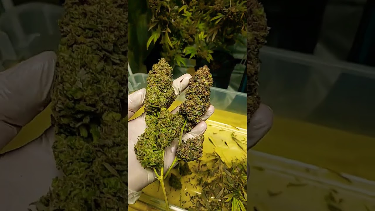 Wet trimming the six Vanilla Kush clones. These nuggets are so dense! 