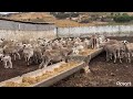 هادي هيا لاسيلاج لي كنت دويت ليكم عليها مليحة الله يبارك خدامة لكلشي بكر لغنم ماعز جمل mp3