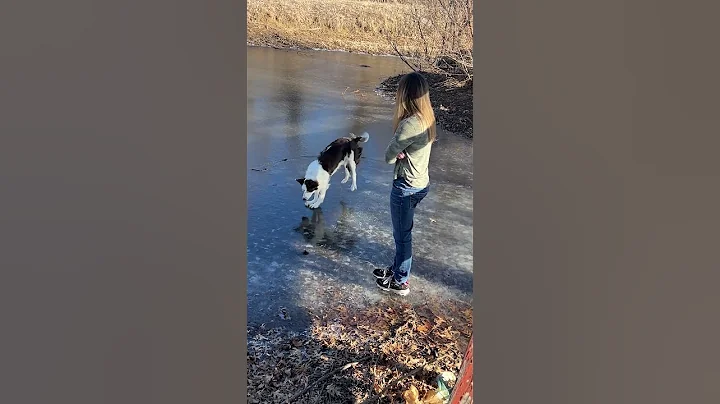 Jumping Border Collie Wipes Out on Frozen Pond || ViralHog - DayDayNews