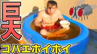 超巨大コバエホイホイ作ってみた!!【閲覧注意】　PDS