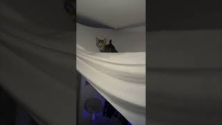 Cat Falls from Ceiling Decoration