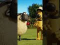 さつえいしゃはひつじたちをおいかける 🐑📹| ひつじのショーン #shorts