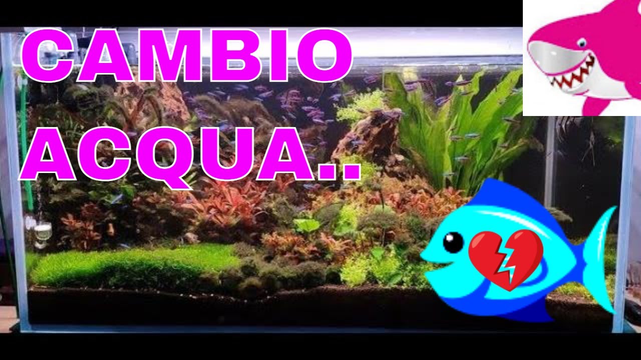 Cambio acqua dell'acquario e mi muoiono i pesci😢💦 by Tropicalmania