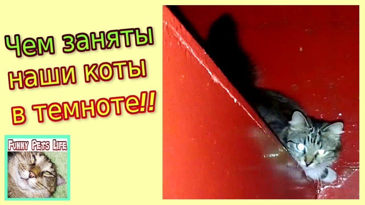 Что будем делать с котом. Как коты видят в темноте