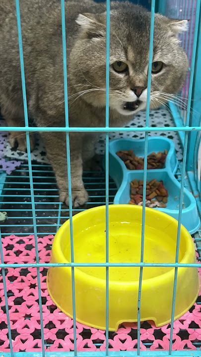 #catsola  Sola's mate