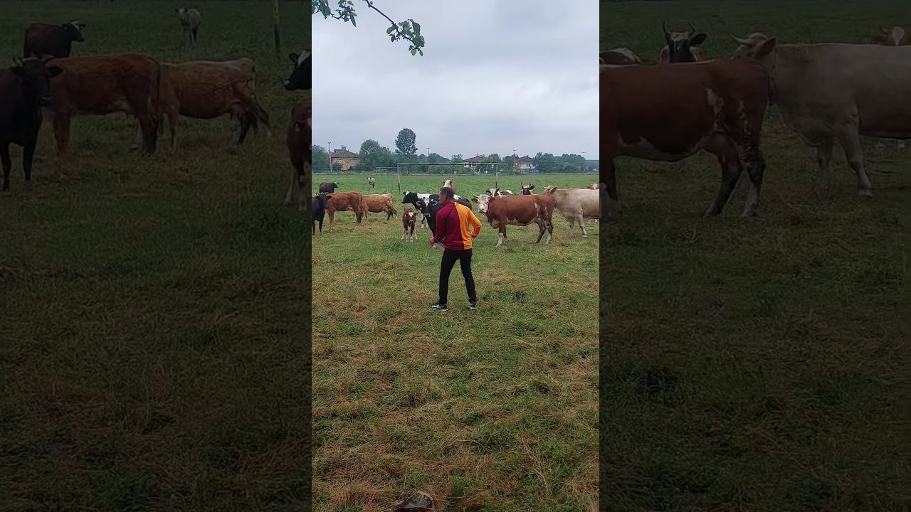 İNEKLER DAVULUN SESİYLE OYNAMAYA BAŞLADILAR... #animals #İNEK #milk #hayvanlaralemi