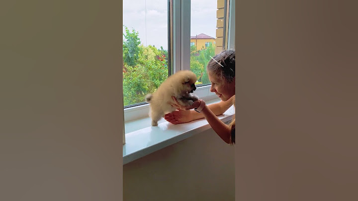 Girl's Best Furry Friend (Pom) #shorts #dog #cute #funny
