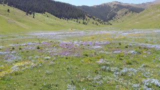 Жаркент Белжайлау ❤