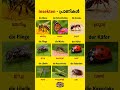 insects in german #germanstudy #dailygerman #easygerman #deutsch #german