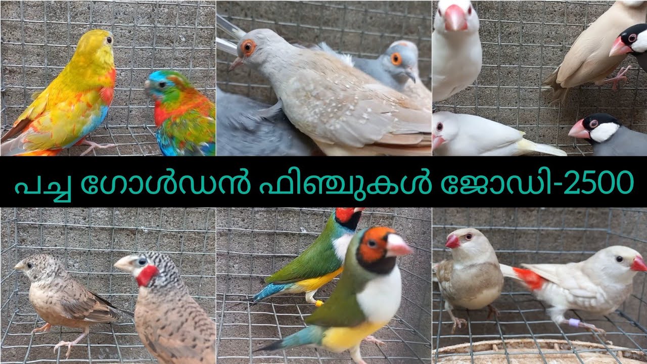 പാർസൺ ഫിഞ്ചുകൾ ബ്രീഡിംഗ് ജോഡി -3200 /Java /finches /Golden /Aviary ...