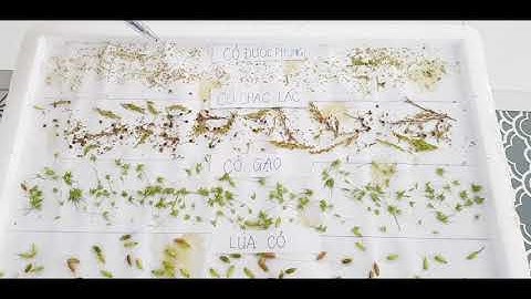 LÚA CỎ, TẠI SAO KHÓ  QUẢN LÝ, CÁCH QUẢN LÝ TRIỆT ĐỂ LÚA CỎ VÀ CỎ DẠI BẰNG THUỐC TIỀN NẢY MẦM