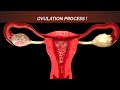 Ovulation Process in Female Reproductive System | Female Ovaries Functions & Anatomy |