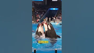 Jessica Radcliffe Accident Original Video Jessica Dolphin Show Incident Jessica Dolphin Shorts 