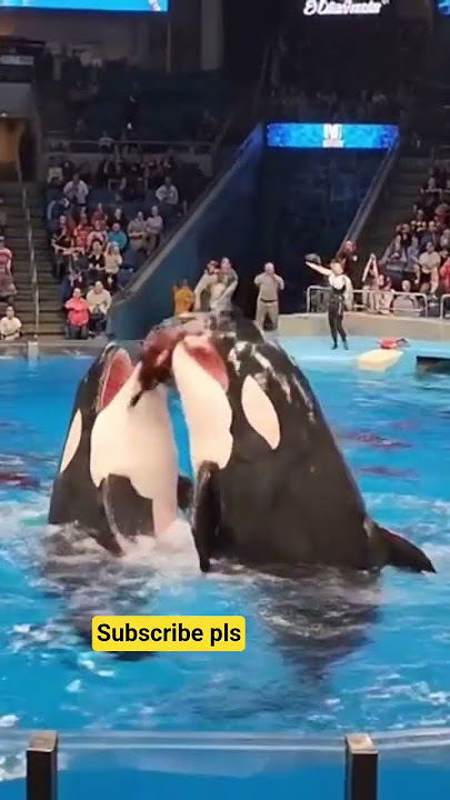 jessica radcliffe accident original video | jessica dolphin show incident #jessica #dolphin #shorts