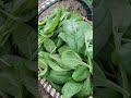 Am cules spanac pentru iarna! #garden #spanish #vegetables #food #gradina
