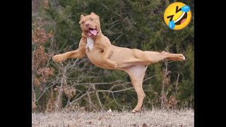 New Funny Animals 😂 Funniest Cats and Dogs Videos 😺🐶 by Yuppy Pets 47 views 5 months ago 25 minutes