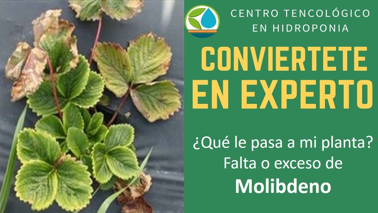Molibdeno falta o exceso en el cultivo fresa en hidroponia y suelo