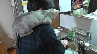 野良子猫ろく　どうしても皿洗いが見たいんです　Shoulder Cat