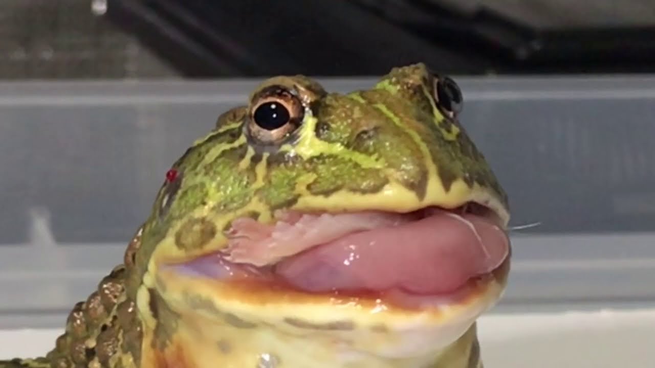 We gave a mouse to a frog and it ate it with ease! - YouTube