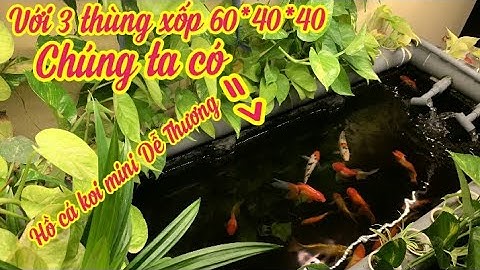 Hồ Cá Koi 300l Làm Từ 3 Thùng Xốp Trang Trí Đẹp.Hồ Của Em Sơn Ở Bắc Ninh.