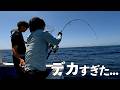 大型ヒラマサが釣れ盛る激アツな日に乗り合わせた釣り人の末路は...【外房ヒラマサ】