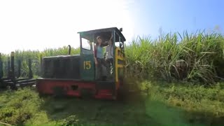 Komoditas Tebu di Tanah Jawa | JEJAK PETUALANG