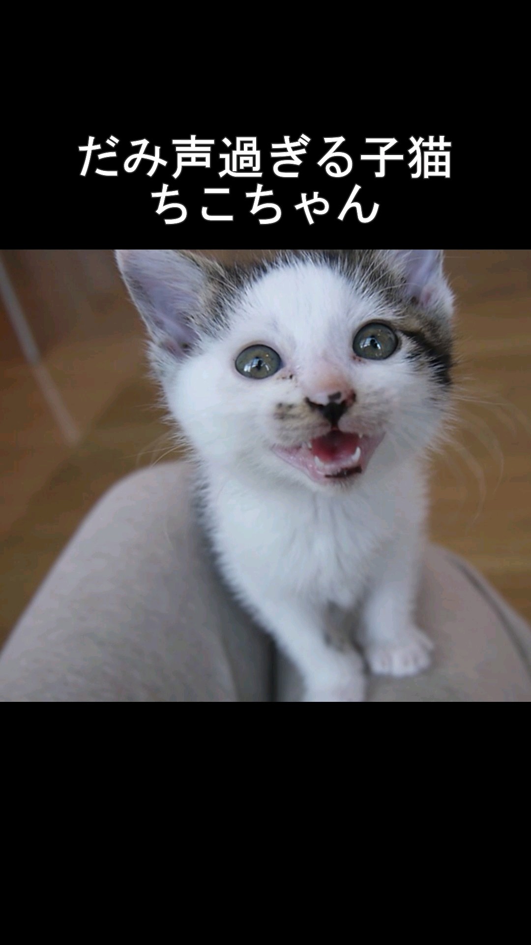 Kitten chattering in a very husky voice #kitten #rescuedcat