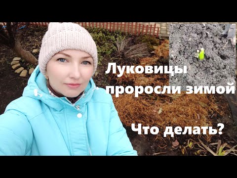 Луковичные проросли зимой.