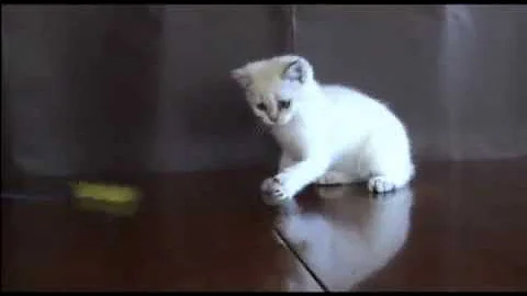 Video 715771: tabby british, british golden kitten, tabby color, tabby boy, tabby point, litter