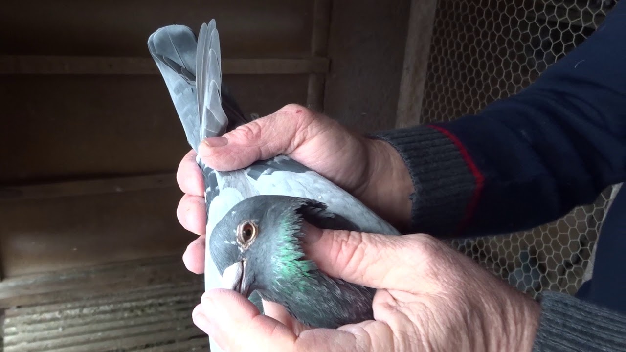 Columbomania.ro - Campion Columbofil Stancu Ion Caracal (porumbei de matca)