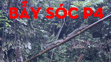 BẪY SÓC P4-TỰ THỢ RỪNG-NGHỀ ĐI RỪNG
