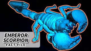 Emperor Scorpion Facts Largest Living Scorpion Animal Fact Files