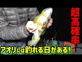 釣りたければこの日は外せない!ドラグが止まない、アオリが本気になる日!