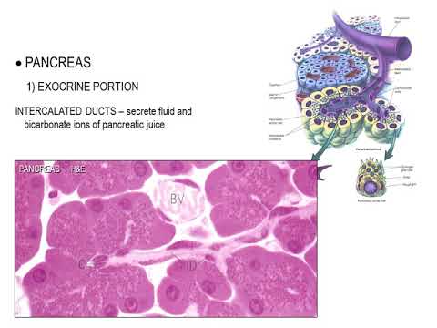 1 Pancreas Exocrine Portion Histology Youtube