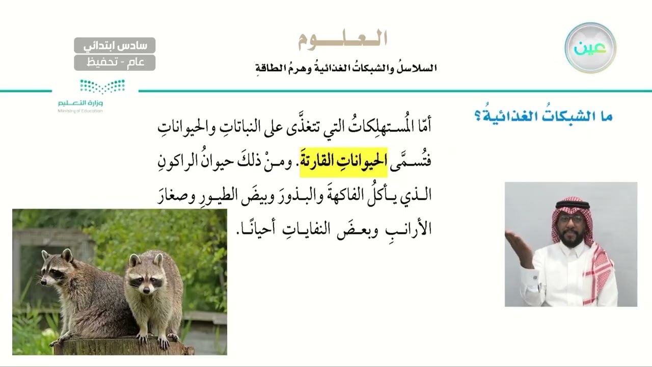 ما الشبكات الغذائية؟ - العلوم - سادس ابتدائي