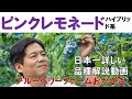 【ピンクレモネード】品種解説動画