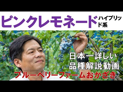ピンクレモネード】品種解説動画 - YouTube