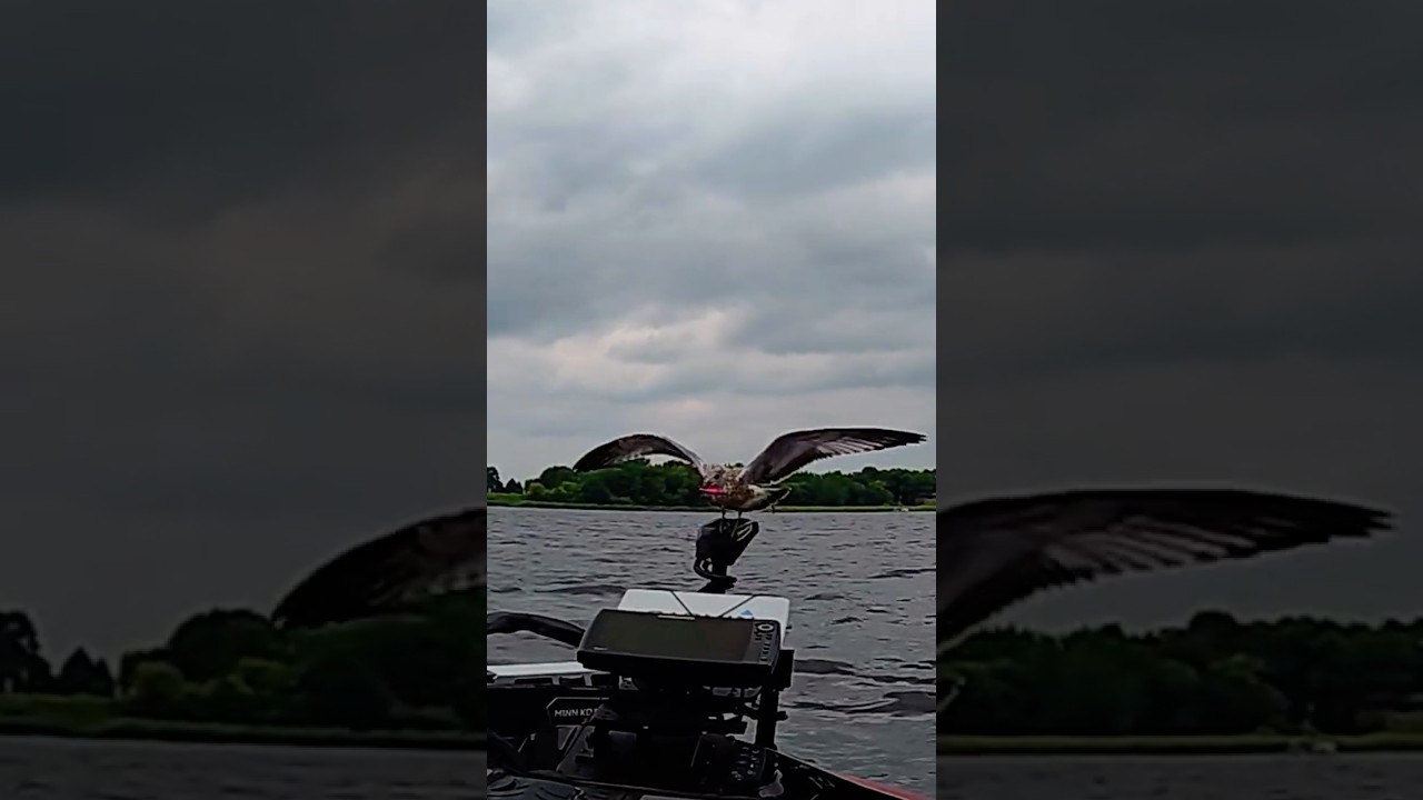 Fishing Adventure Turns into Unplanned Seagull Rescue