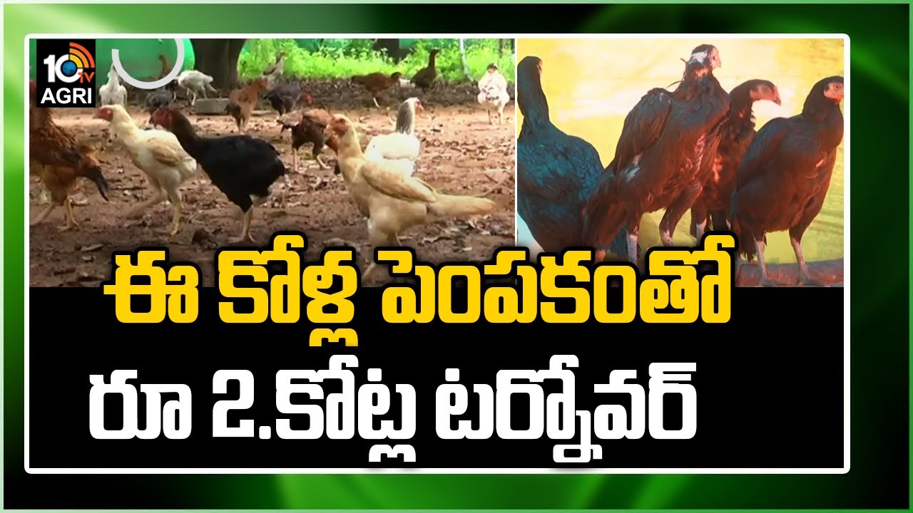 ఈ కోళ్ల పెంపకంతో రూ 2.కోట్ల టర్నోవర్ | Peruvian Chicken Breed Farm | Matti Manishi | 10TV News