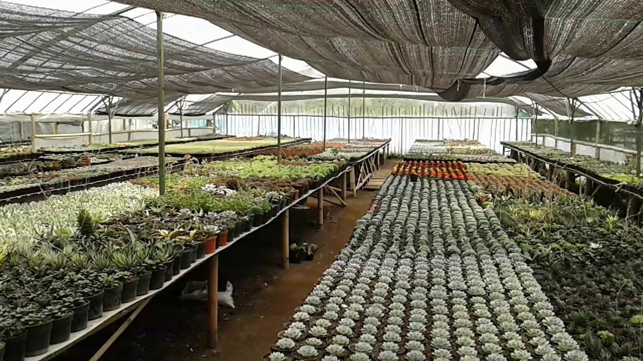 Dotree plants succulent greenhouse