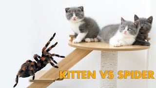 Kitten lili fight with a spider