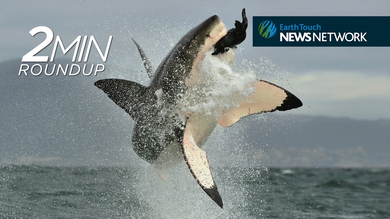 whales breaching Siberia’s mine ‘demon’, rhino CPR & good news for great white sharks