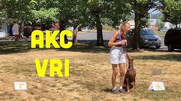 AKC Virtual Rally Intermediate Explained and Demonstrated