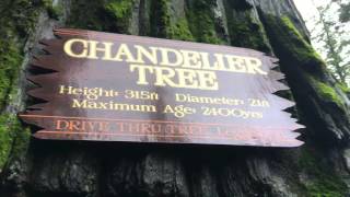 DRIVE THRU REDWOOD TREE?